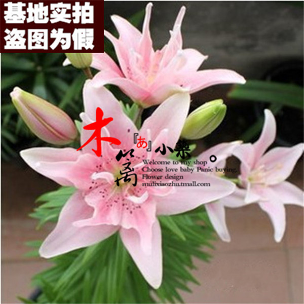 【粉天使】带芽荷兰精选百合球根阳台桌面花卉盆栽百合花苗