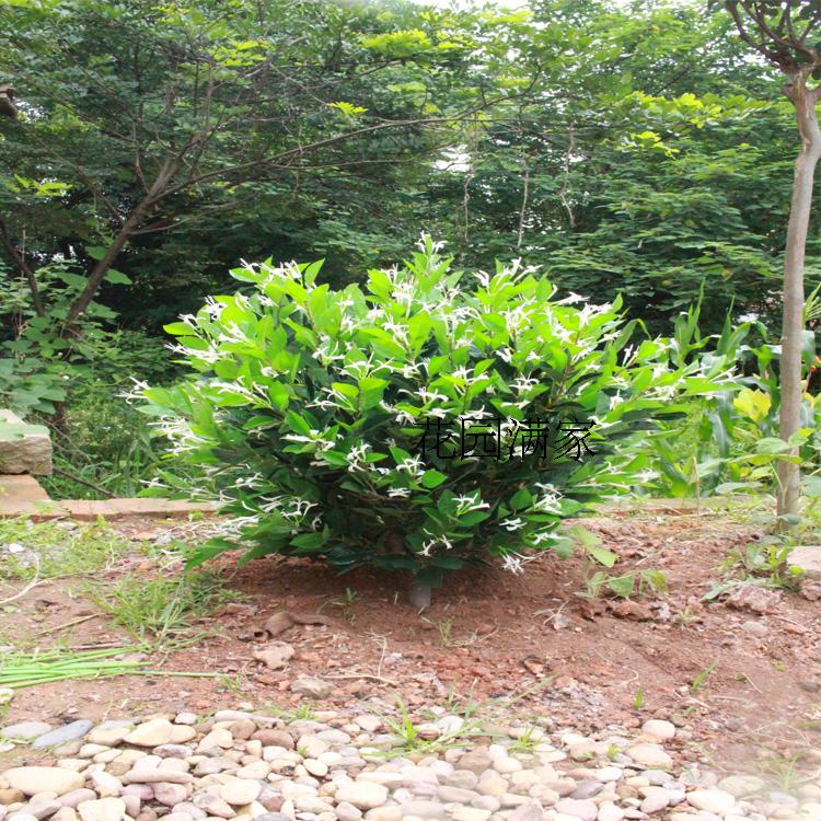 Simulation green plant plant false flower tree honeysuckle leaves to ground bonsai potted flowers and flowers and plastic flower direct sales