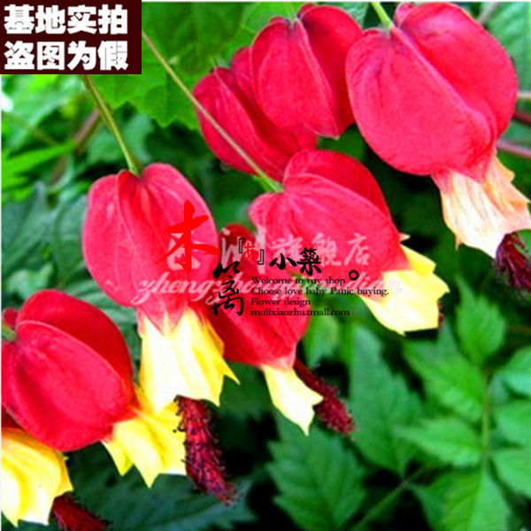 五彩 倒挂金钟 灯笼花吊钟海棠盆栽花卉植物 30粒装