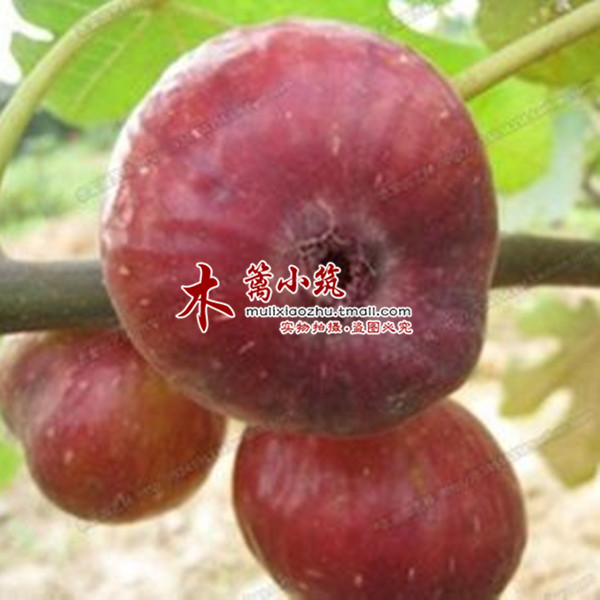 【红丹果】无花果盆栽地栽苗 家庭盆栽苗 南方北方种植无花果
