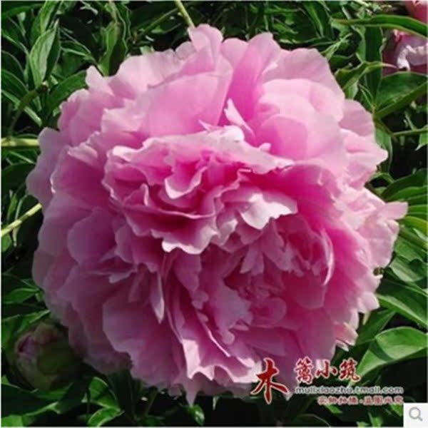 多年生 芍药根块【晚霞紫】带芽芍药种根 芍药花苗 当年开花