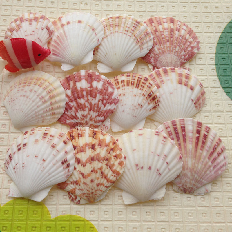 Mediterranean decorated shells Natural Sea Conch Color Scanosphere 4 - 6 cm Earth Fish Bottle decoration