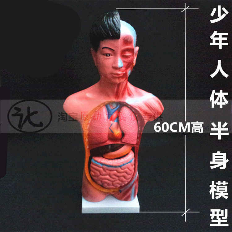 人体模型少年- Top 50件人体模型少年- 2024年12月更新- Taobao 