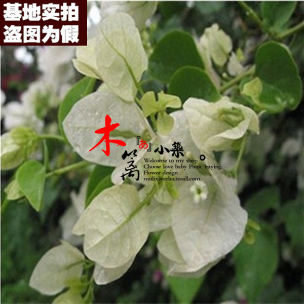 【白雪16】盆景室内绿植 盆栽重瓣三角梅苗 攀援花卉 当年开花