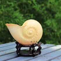 Natural big conch shell melon scoop snail coconut vortex Golden pomelo mango Snail Home fish tank ornaments creative flower pot