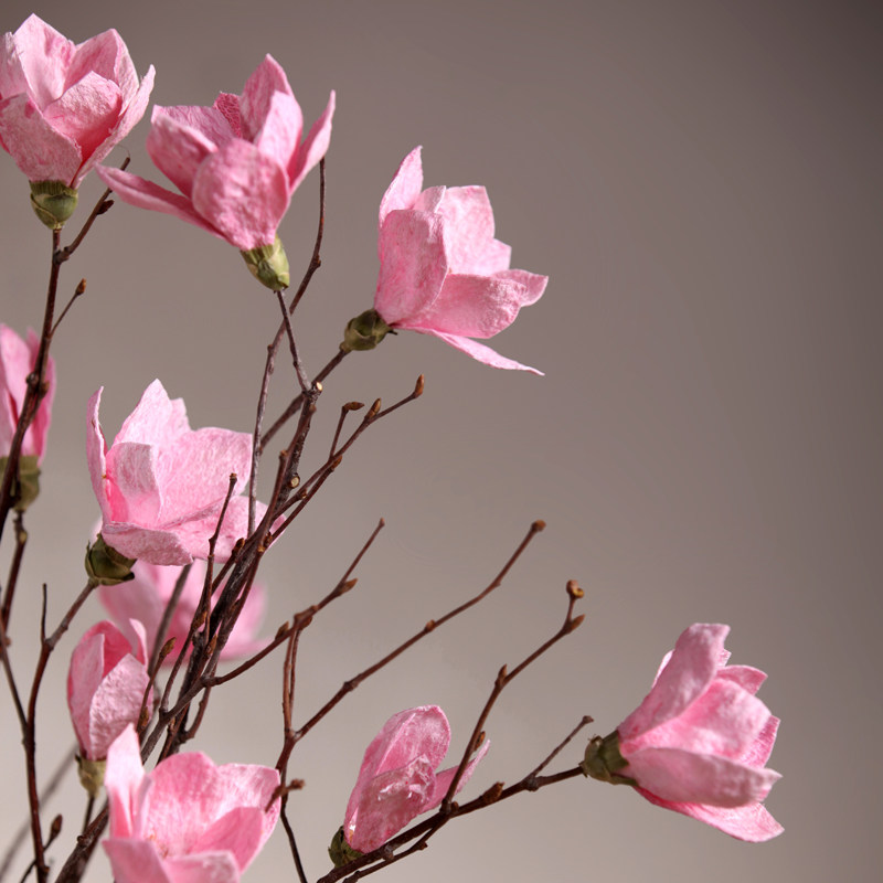 ŵ��������֦�ɻ���TLGZ