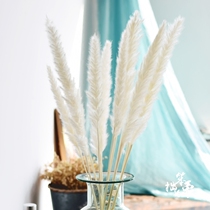 (white fox tail) natural ins reed dried flower dry hay plant decoration art art and art home furnishing dry reeds