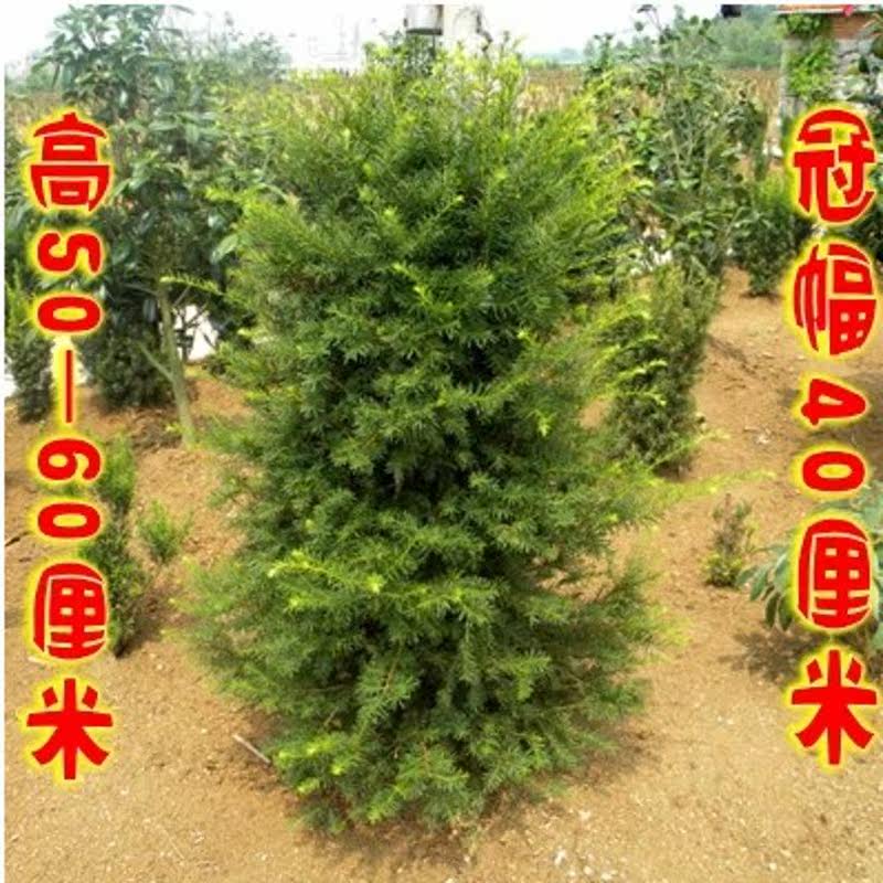 �̴������Ǵ��辰2