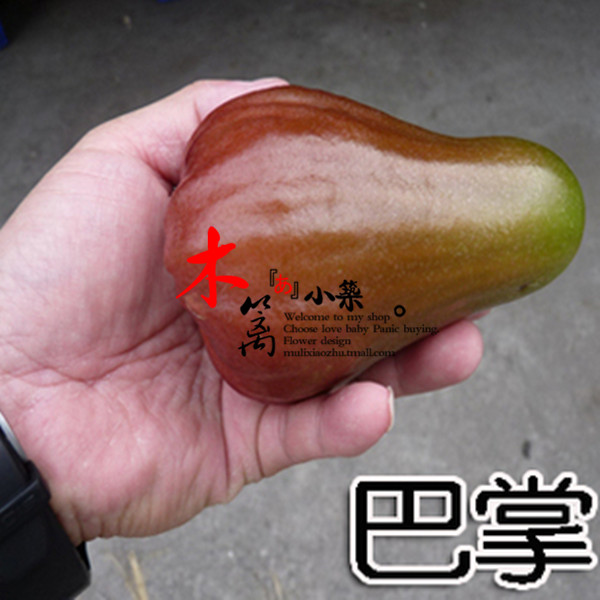 【巴掌】盆栽地栽 黑金刚巴掌莲雾飞弹苗 品种齐全 南方北方种植