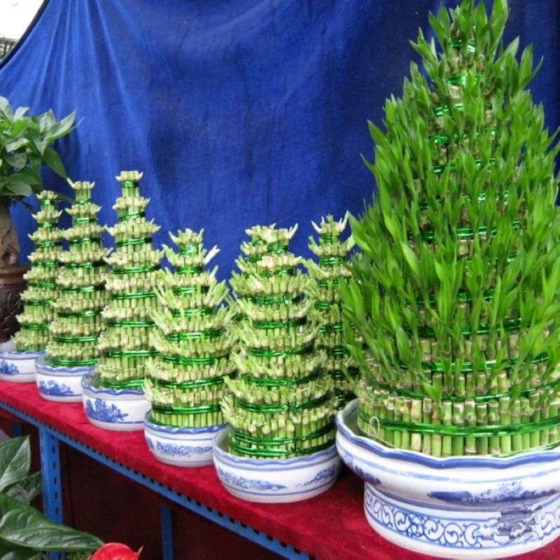 ���ϸ�������2258