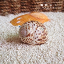 (Mystery Snail-worm in the world) 2-3cm HOST CRAB REPLACEMENT SHELL SPECIAL SPARE SHELL NATURAL SHELL SEA SNAIL