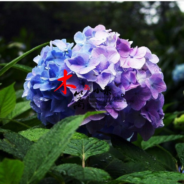 【紫罗兰】室内庭院盆栽植物花卉盆景 八仙绣球花苗 当年开花