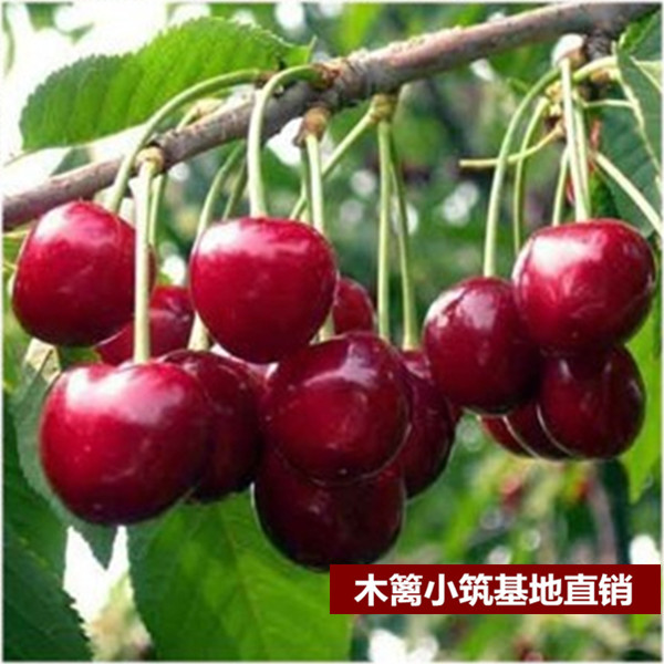 【黑珍珠】阳台庭院盆栽地栽车厘子樱桃苗 当年结苗 全国适宜