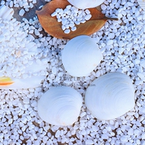 Natural white shell white fan shell Children DIY handmade ocean painting painted graffiti props wedding home 5cm