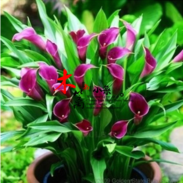 彩色马蹄莲根【火神】马蹄莲球 当年可开花