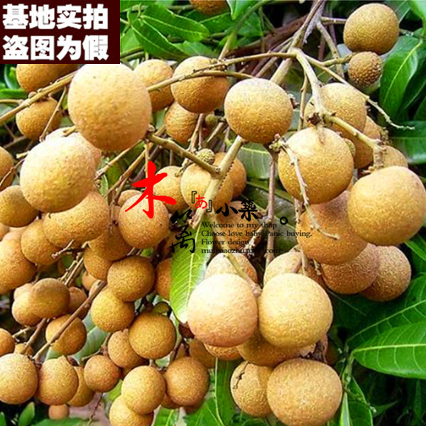 大乌圆龙眼15 室内外庭院盆栽地栽花苗 龙眼苗桂圆苗