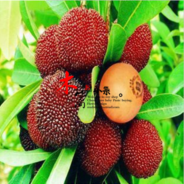 【红提杨梅】阳台庭院盆栽地栽嫁接苗 杨梅苗 适合南北方种植