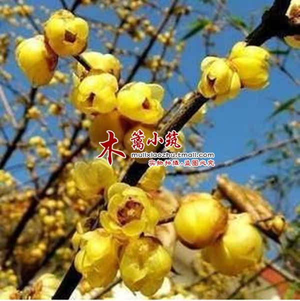 当年可开花 精品梅花苗【腊梅】阳台庭院盆栽地栽绿化 不惧严寒