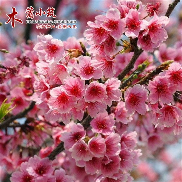 庭院植物 日本樱花苗 樱花苗木盆栽/地栽【日本晚樱】樱花花苗