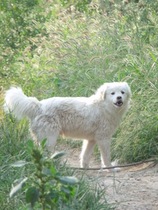 A stray dog dog helps raise a small sheep per month