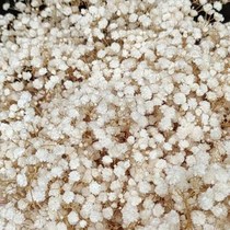 Raw qc eternal r flower gypsophila eternal flower bouquet base straight hair home Q home decoration small fresh flower arrangement