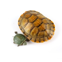 Fortune Barkin Turtle Tortue Tortue Tortue Tortue Tortue Tortue Tortoise Tortoise Tortoise Tortue Tortue Tortue Tortue Water Turtle Water Turtle Water Turtle Water Turtle Water Turtle Water Turtle Water Turtle Water Turtle Water Turtle Water Turtle Water Turtle Water Turtle Water Turtle Water Turtle Water Turtle