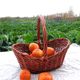 Fruit basket rattan carving basket willow vegetables blue storage basket egg basket picnic basket small rattan basket weaving basket