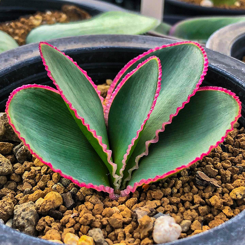 蕾丝红边灯台百合Brunsvigia striata 球根多肉植Z物一物一拍-淘宝网