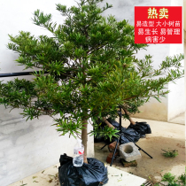 Pochard pine saplings welcome pine old stumps Taiwan Rice leaves Golden Diamond Villa courtyard shape big tree potted bonsai seedlings