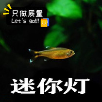 Starry mini lamp Tropical ornamental small triangular lamp Traffic light Black lotus lamp Grass tank Group swimming lamp fish live