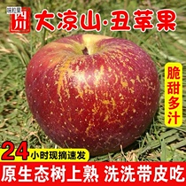 Great Liangshan Ugly Apple Fruit Fresh When Season Full Box 10 catties Sichuan Salt Source Red Fuji Ice Sugar Heart Apple