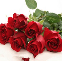 Cut flowers rose seedlings potted Corolla Cut flowers moon season seedlings Classic red Roses Passionate color