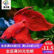Douyu Betta live red ponytail Betta live ponytail red Betta live Betta live ecological bottle view