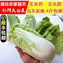 Hubei farmhouse self-planted fresh Chinese cabbage baby cabbage cabbage leaf bag leaf leaf yellow heart gummy 4kg