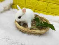 Rabbit Warm Grass Coguinea Pigs Nest Pet Supplies Rabbit Nest Dutch Pig Warm Nest Pet Covetome Dwarf Rabbit Nest