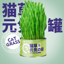 Cat grass non-grown good cat mint hydroponic pot ready to eat fur seed lazy puppy snack products