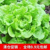 Vegetable seed color bag vegetable seed cream lettuce 100 grain balconies for vegetable pot sale