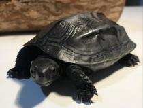 Tortoise Live Animal Pet Tortoise Live Animal Chinese Tortoise All Black Lucky Tortoise Live Animal Tortoise Purebred Top Black