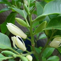 Magnolia Potted White Orchid seedlings White Orchid Yellow Magnolia Saplings Fragrant green plants Ornamental flowers