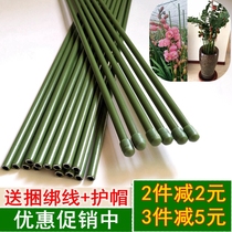 Money tree bracket vegetable fruit climbing vine flower vine plant support Rod leaf protection flower stand branch iron column