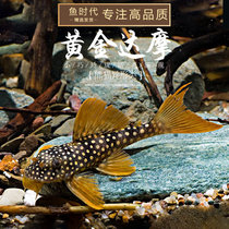 Fish era] L14 Gold Damo Alien fish tropical fish South American straw cylinder building with new hand ornamental fish tool fish