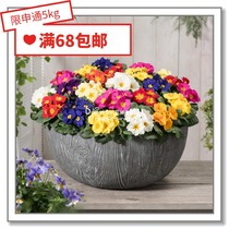 Flower edge Pickles imported flower seeds * European Primula spring Four Seasons bull tongue Primrose Ball flower high ear 5-10 grains