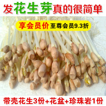 Peanut sprout seed planting pot Sprout seedling pot Soilless cultivation Hydroponic solid ceramic carbon ball perlite