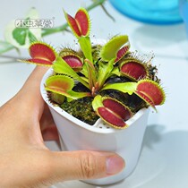 Little Cordyceps Hall 1 Live Venus flytrap salmon treacherous carnivorous plant Cordyceps carnivorous carnivorous plant Cordyceps carnivorous carnivorous