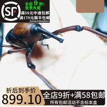 Bamboo Elephant Beetle Rhinoplasma specimen brass warrior Cytotracjellus longimanicus true insect beetle
