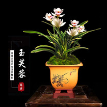 Orchid seedlings strong fragrance Jade hibiscus dwarf Four Seasons orchid Jianlan indoor living room Office easy to raise green plant potted flowers