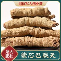 Thick strips of fresh Morinda Morinda 500g Chinese Herbal medicine tea brewing powder can be used with Eucommia flagship store