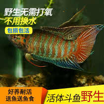 Fish that do not change the water Ornamental small fish Easy to live Chinese betta live good to raise resistant live fish do not play oxygen to eat mosquitoes light