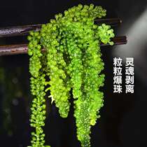 Net red salted sea grapes Fresh green sea vegetables kelp plant world caviar seaweed can be eaten 100g