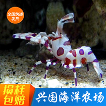 Clown Shrimp Seawater Fish Living Spectator Bio Hawaii Sea Star Shrimp Xingguo Marine Farm Express Package Live
